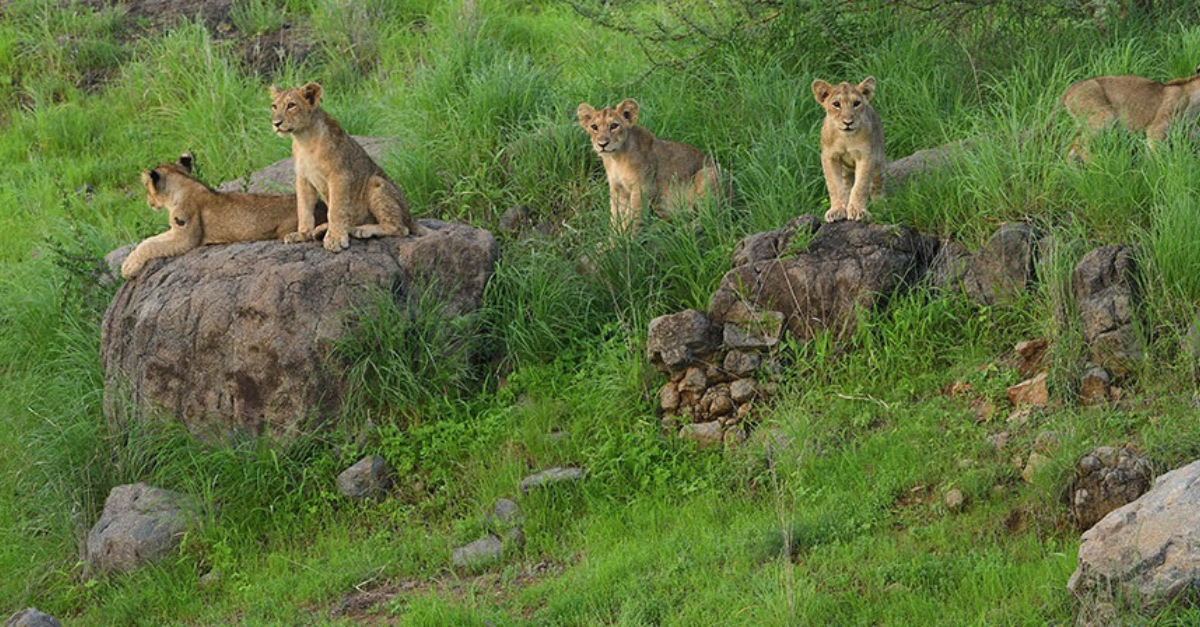 Junagadh and Gir National Park