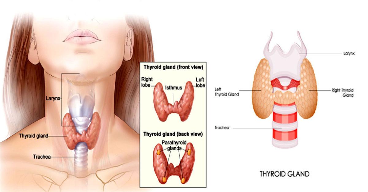 Thyroid gland Thyroid And Its Connection With Diabetes