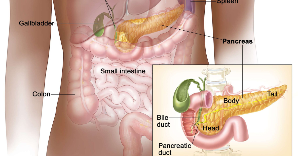 Pancreas 
