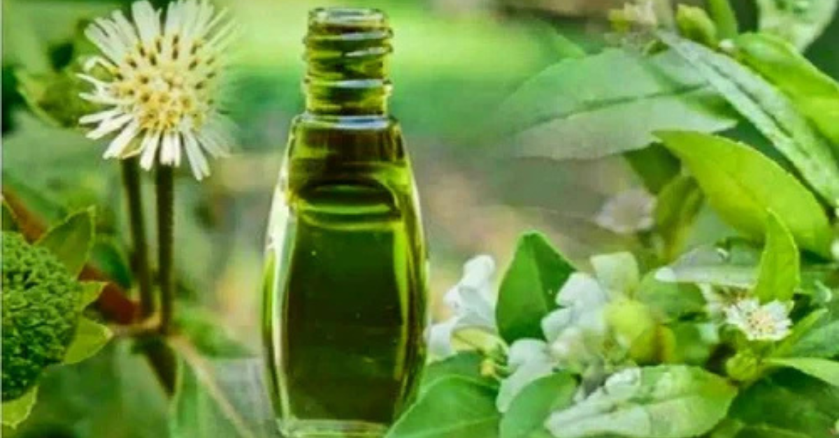 Bhringraj oil