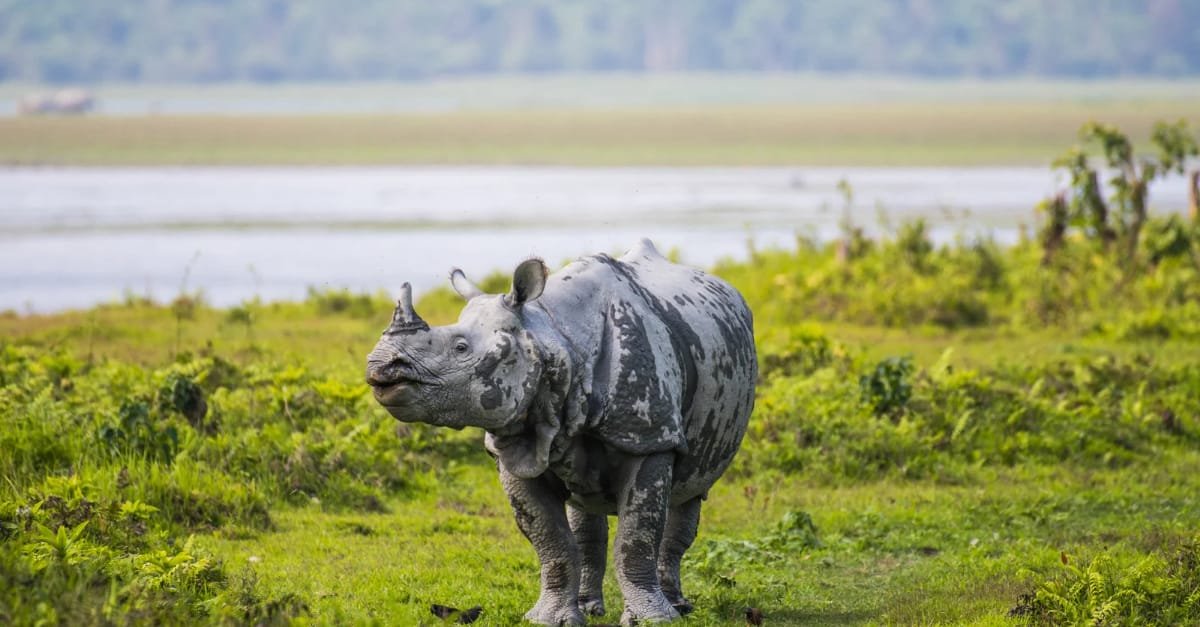 Kaziranga National Park, Assam