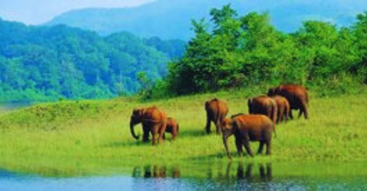 Periyar national park

