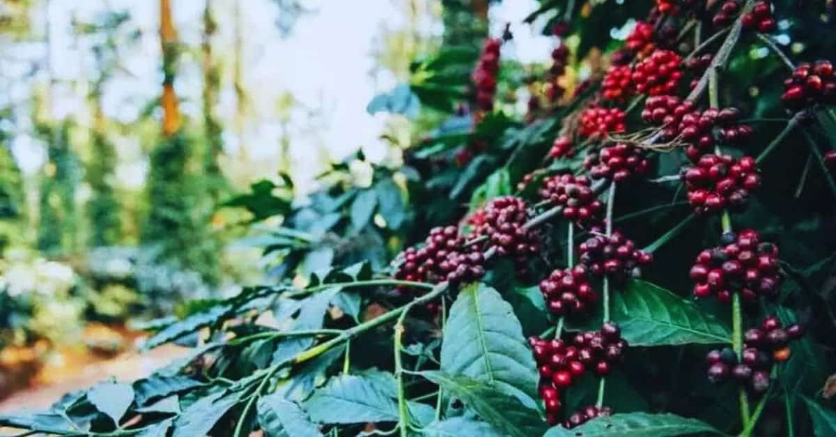 araku-valley, coffee