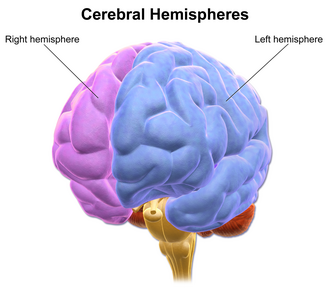 Human cranial nerves and brain 