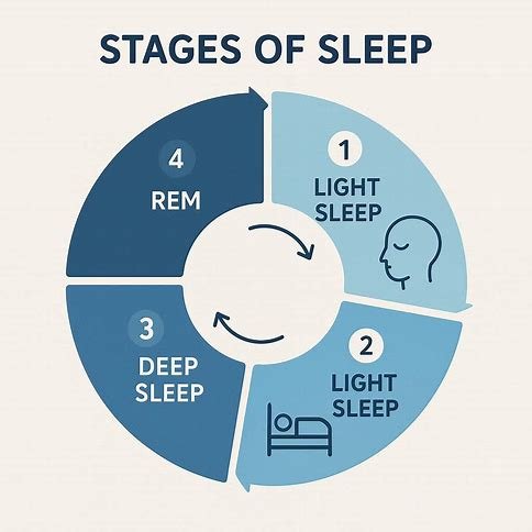What Are The Stages Of Human Sleep? Explained Simply