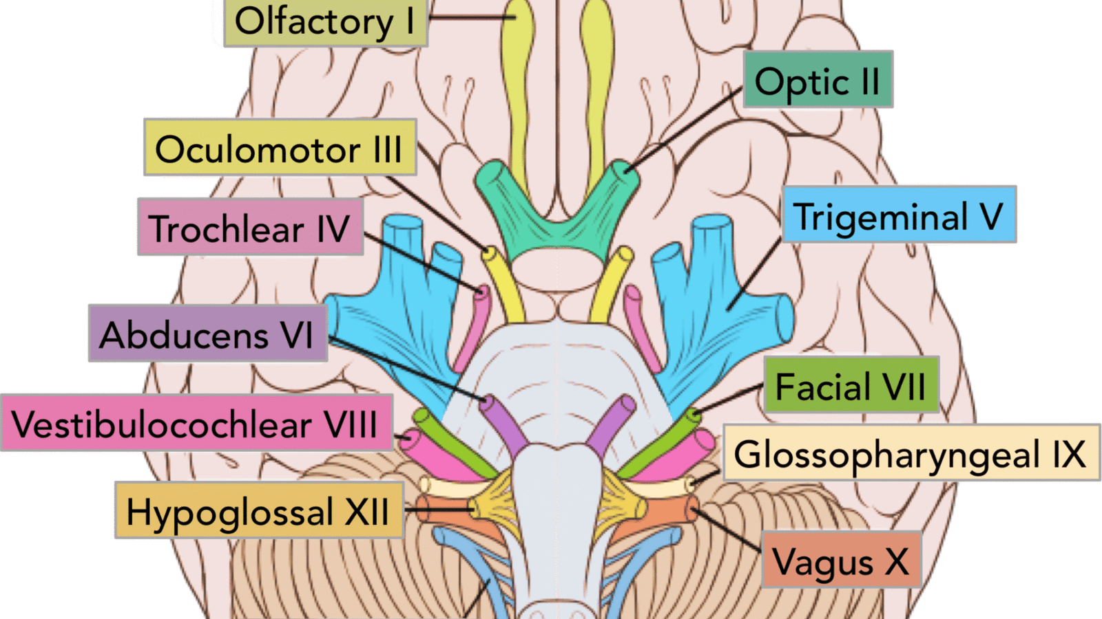 Human cranial nerves