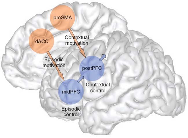Prefrontal Cortex and Cognitive Control
