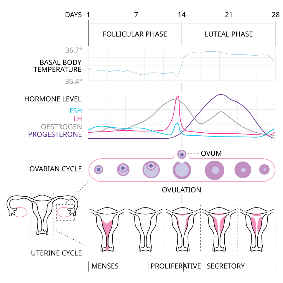 Menstrual_cycle.

