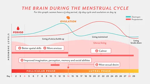 Brain Structural Changes During Menstruation